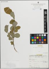 Foto von Salix pedicellata Desf.